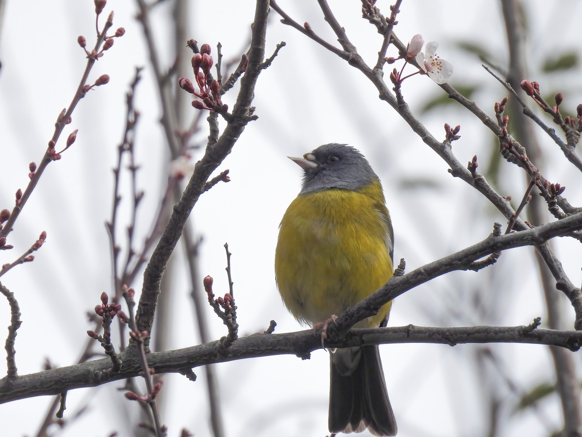Gray-hooded Sierra Finch - ML639781190