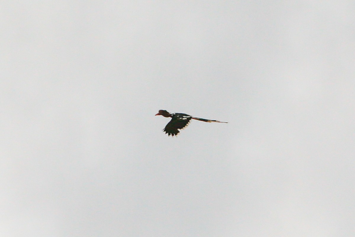 Cálao de Yelmo - ML639781226