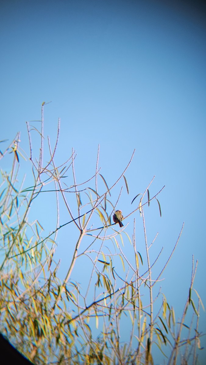 White-tipped Plantcutter - ML639781250