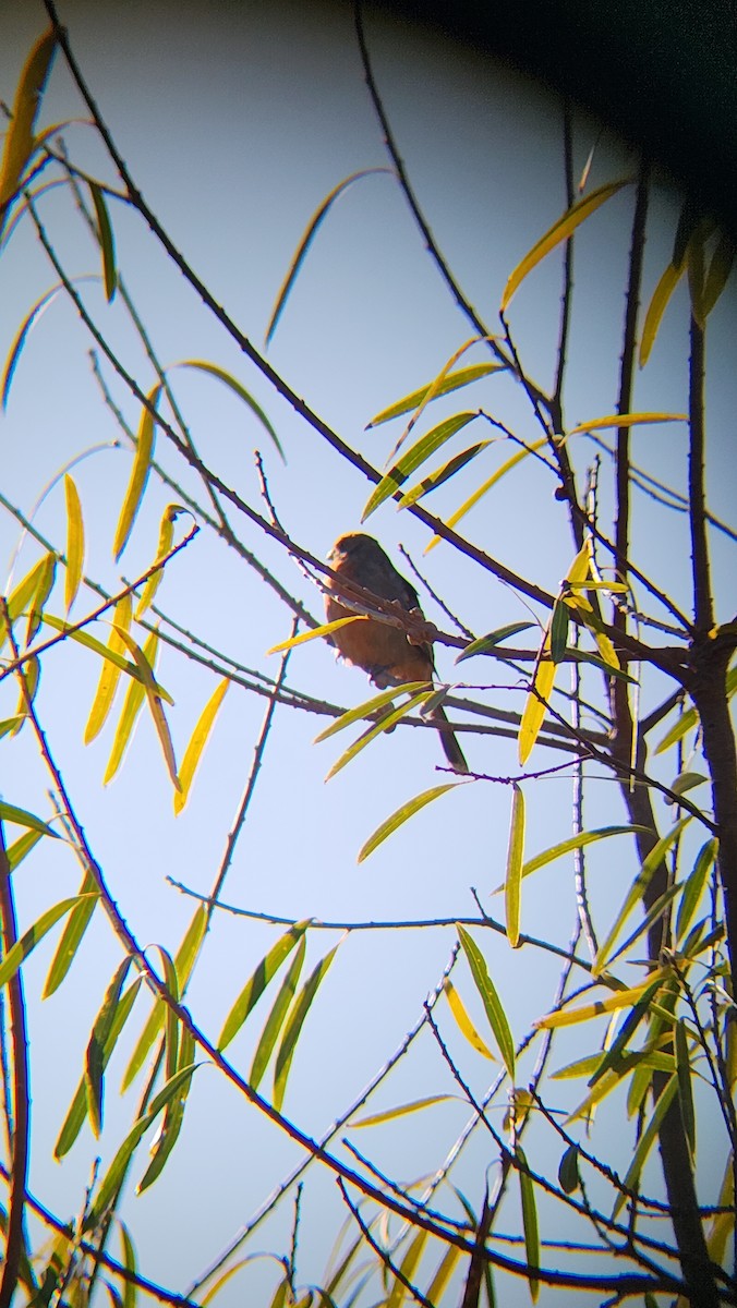 White-tipped Plantcutter - ML639781251