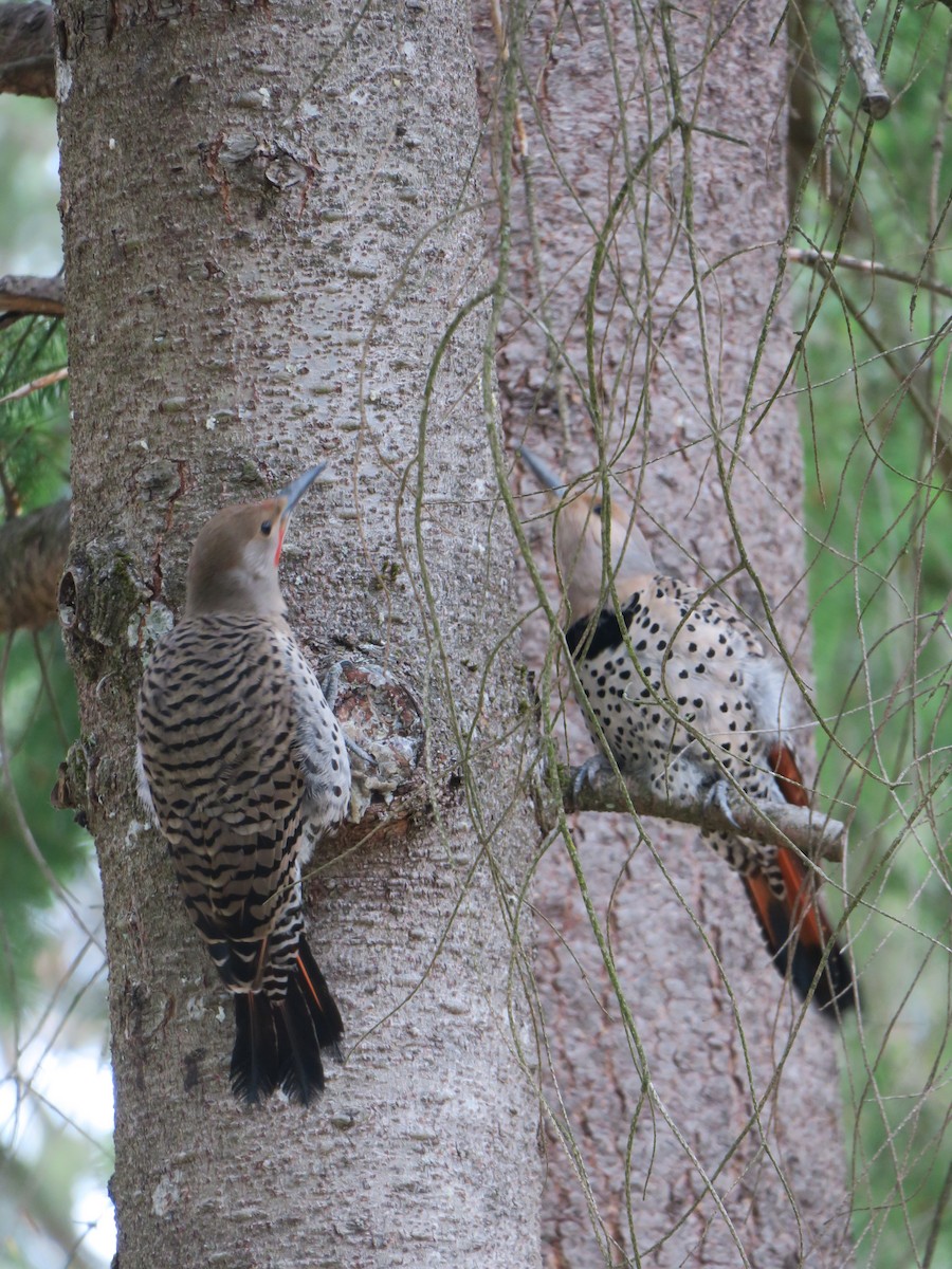 Northern Flicker (Red-shafted) - ML639781268