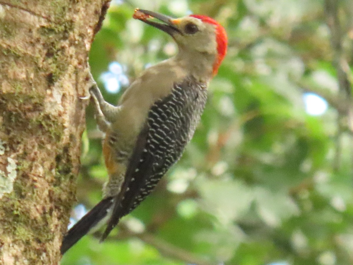 Golden-fronted Woodpecker - ML639781294