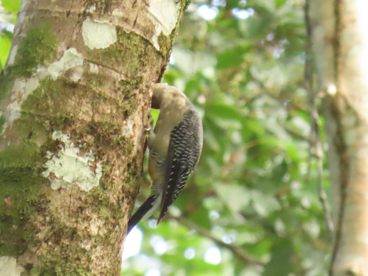 Golden-fronted Woodpecker - ML639781295