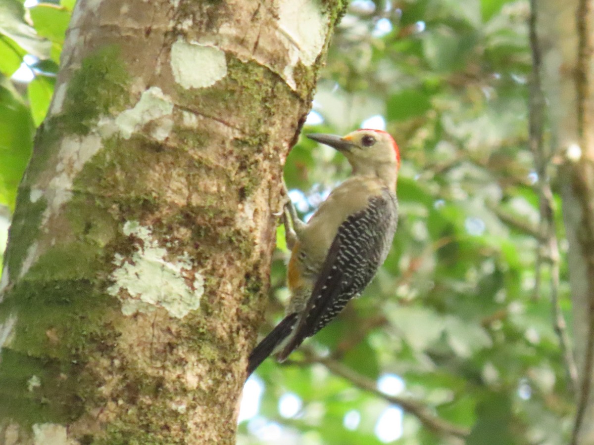 Golden-fronted Woodpecker - ML639781296