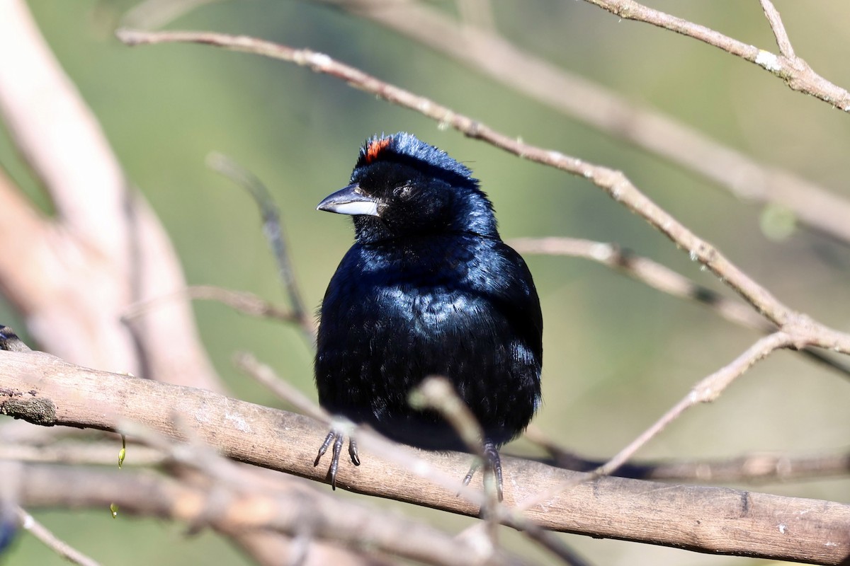Ruby-crowned Tanager - ML639781325