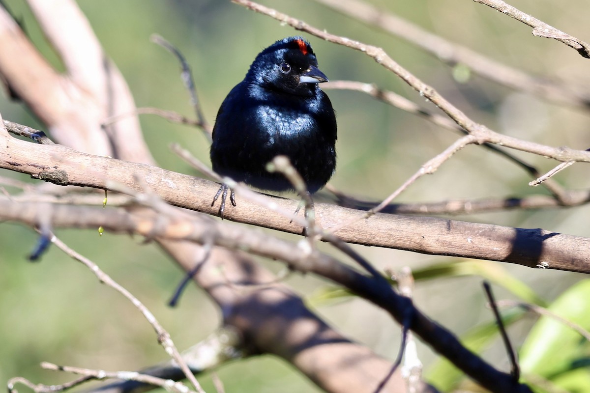 Ruby-crowned Tanager - ML639781326