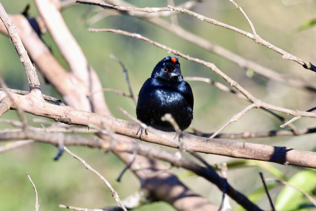 Ruby-crowned Tanager - ML639781327