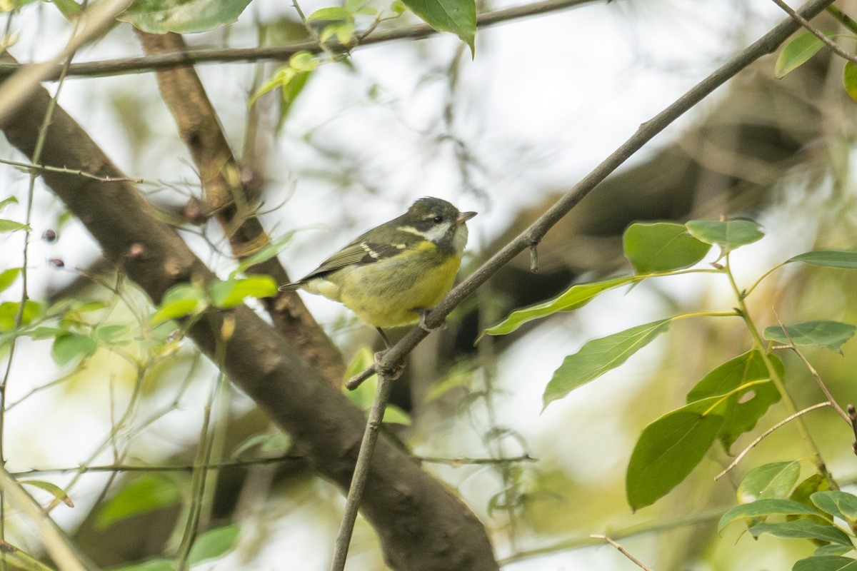 Yellow-bellied Tit - ML639781329