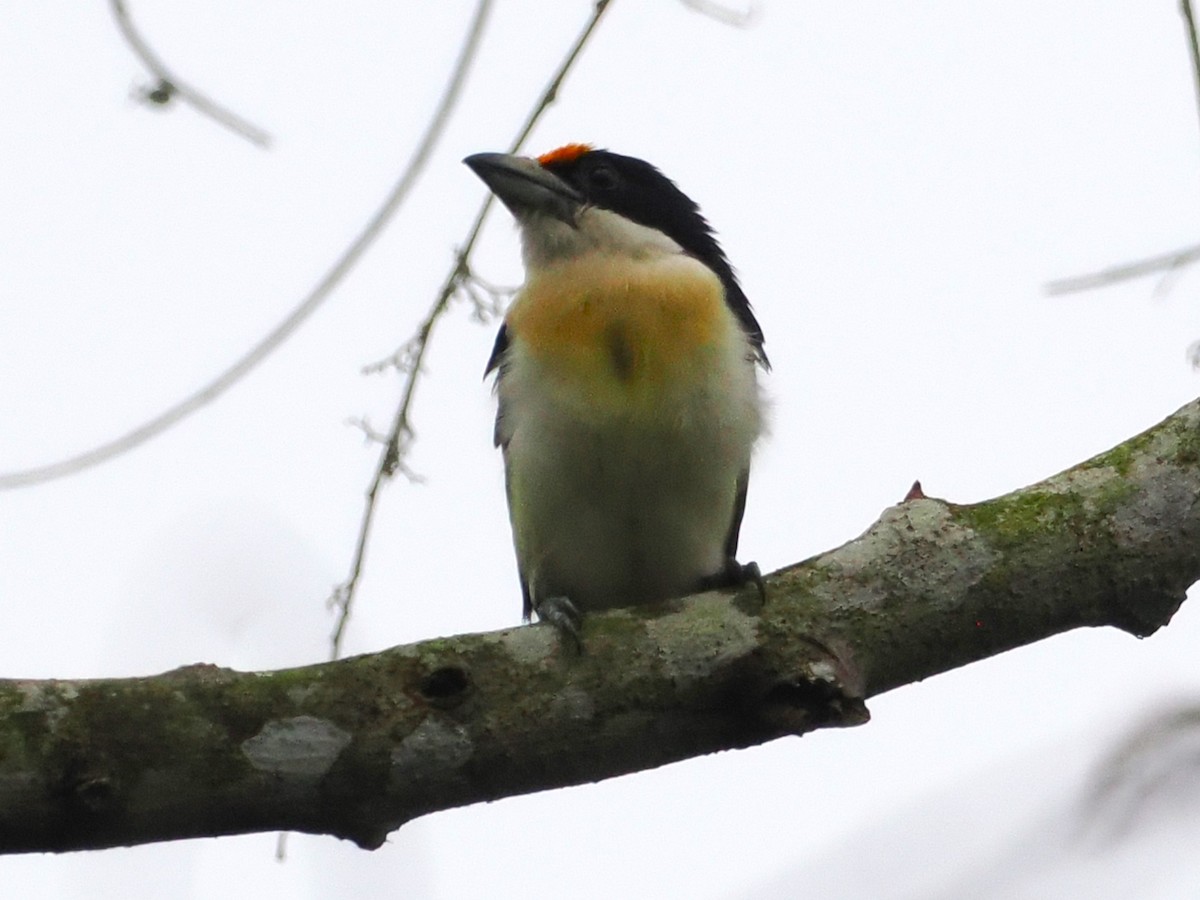 Orange-fronted Barbet - ML639781335