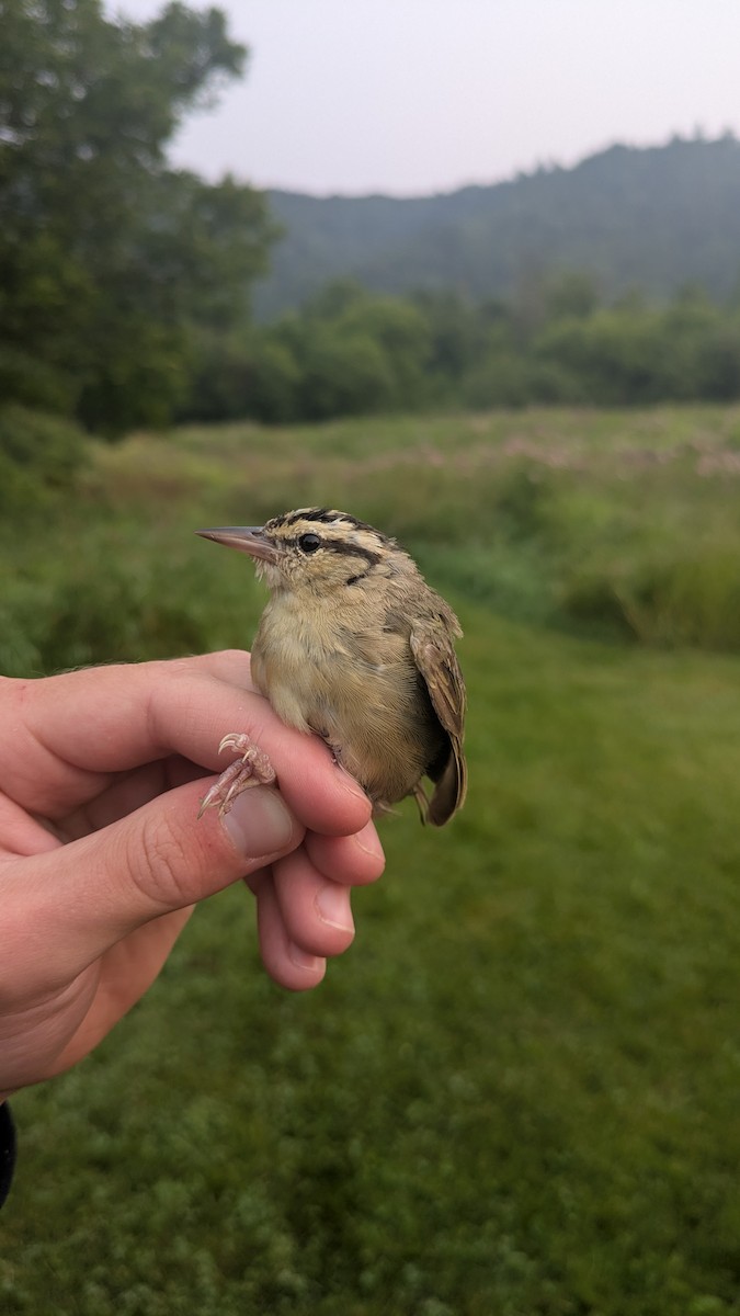 Worm-eating Warbler - ML639781347