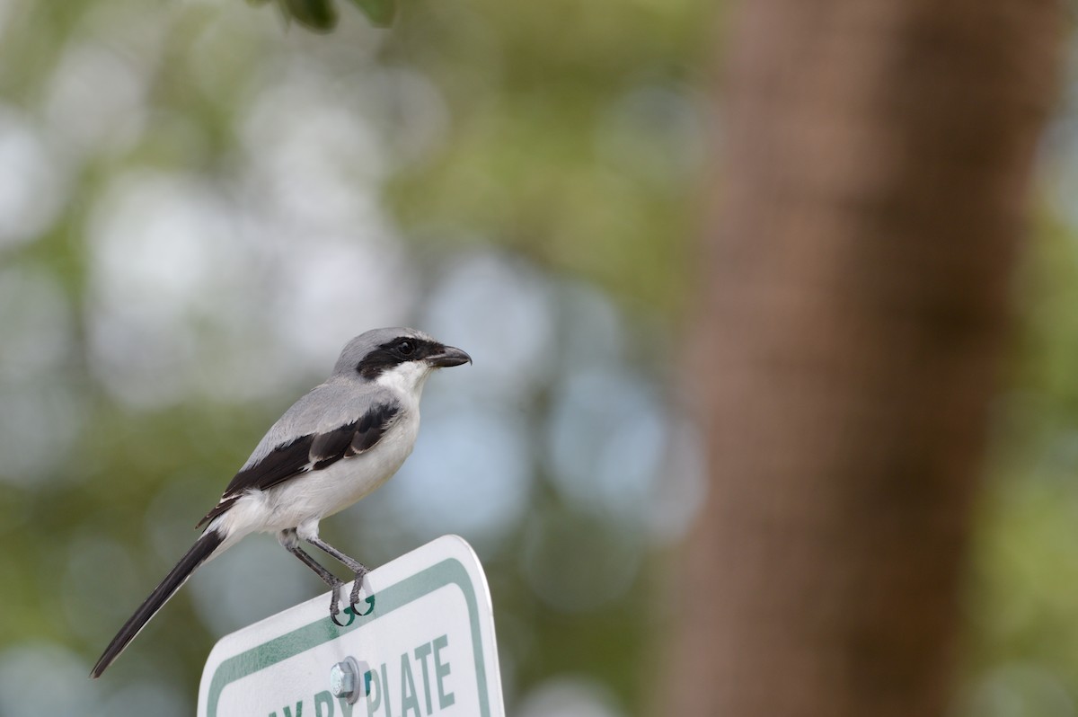 Loggerhead Shrike - ML639781352