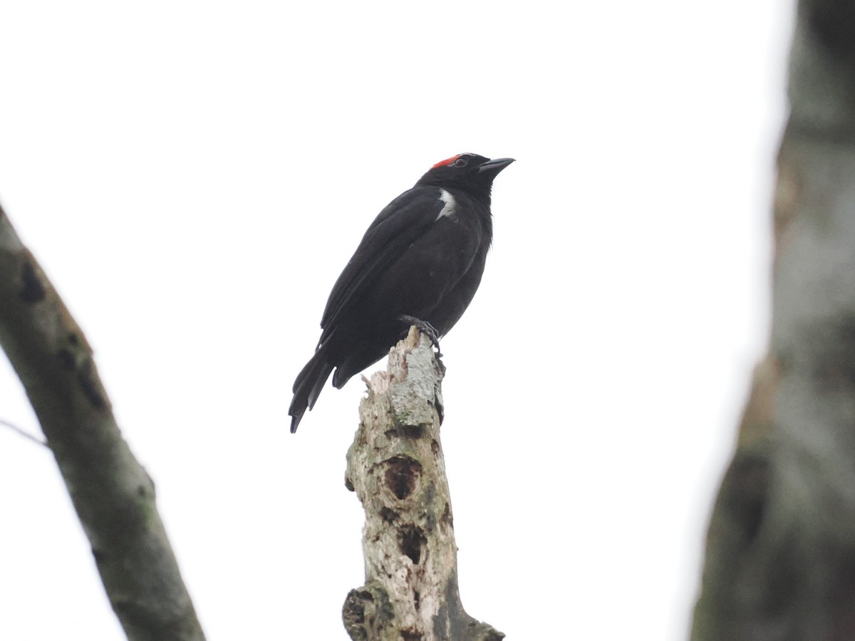 Scarlet-browed Tanager - ML639781406