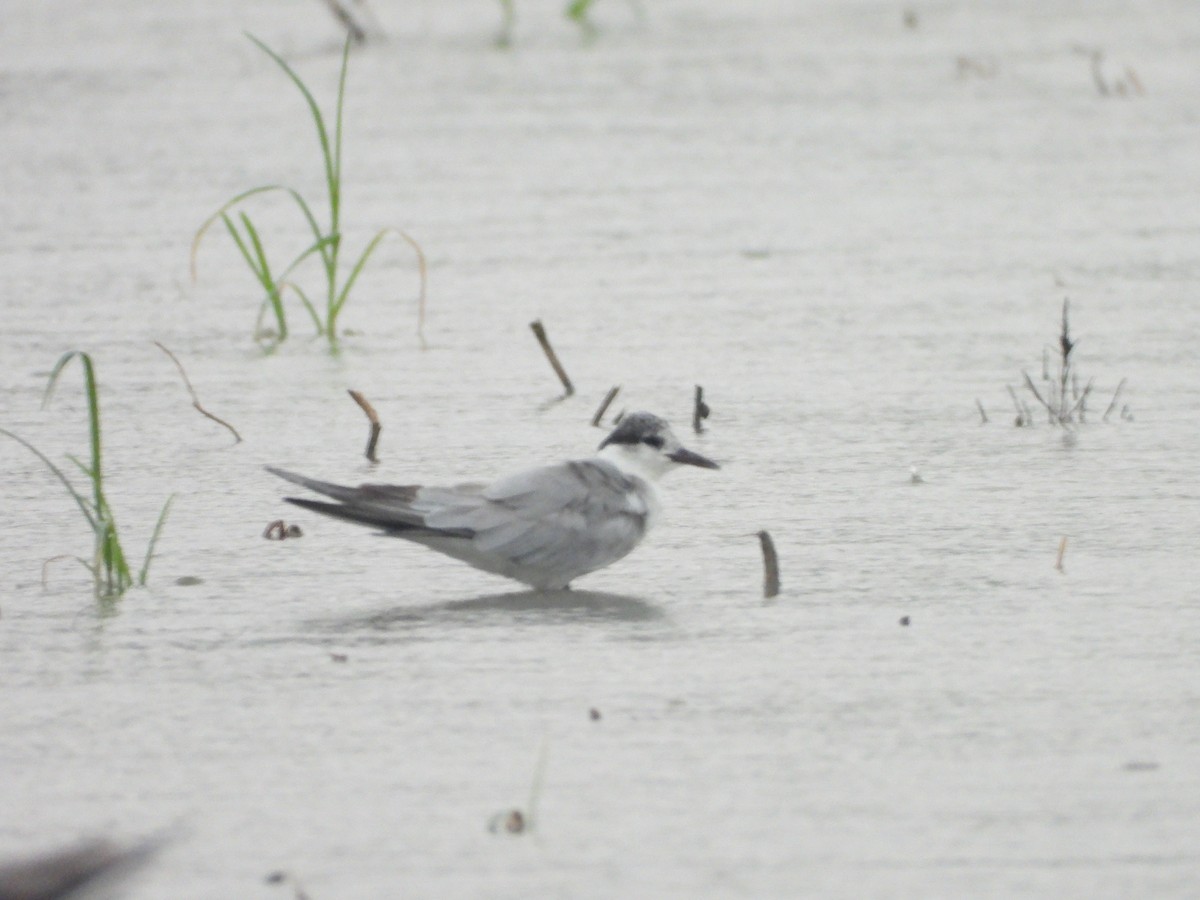 Whiskered Tern - ML639781483