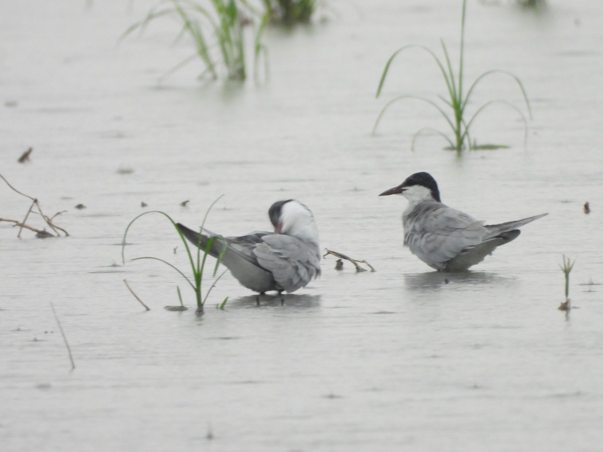 Whiskered Tern - ML639781484