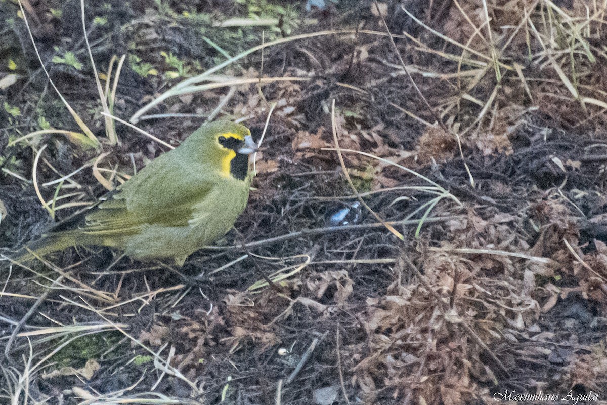 Yellow-bridled Finch - ML639781488