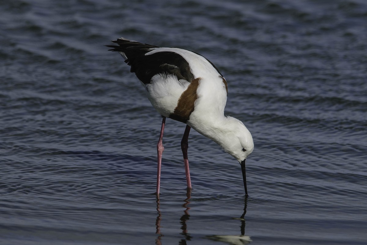 Banded Stilt - ML63978151