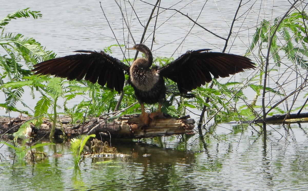 Anhinga - ML639781541