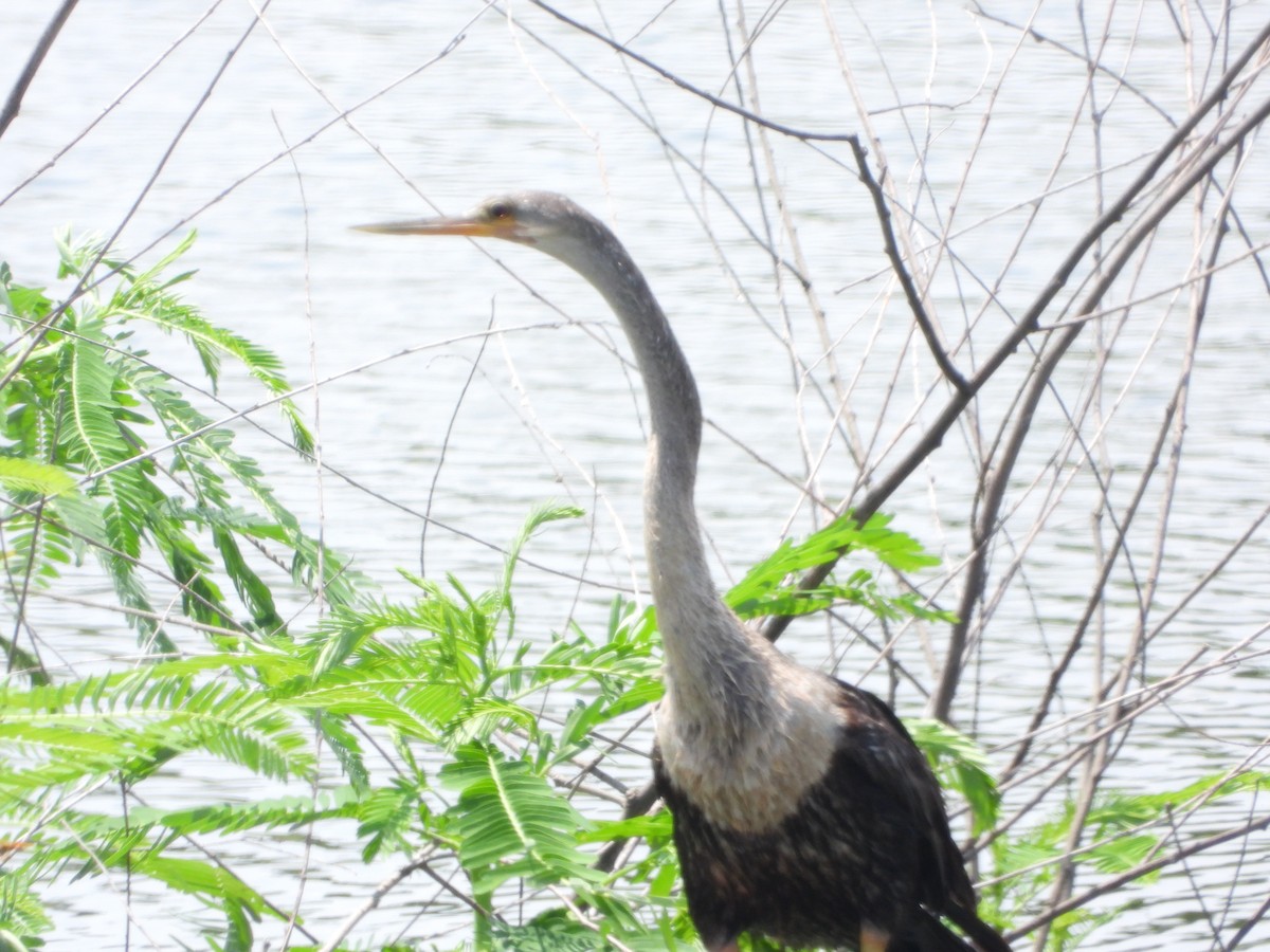 Anhinga - ML639781542