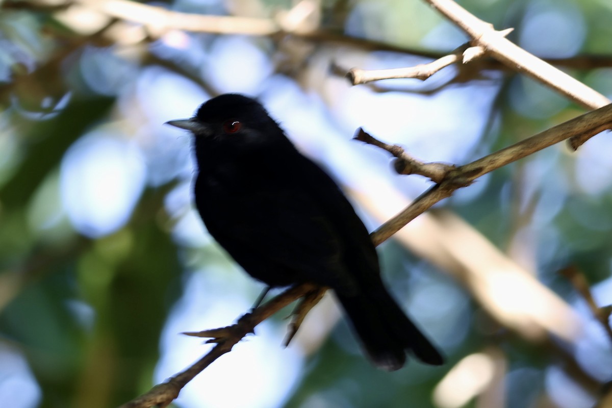 Blue-billed Black-Tyrant - ML639781581