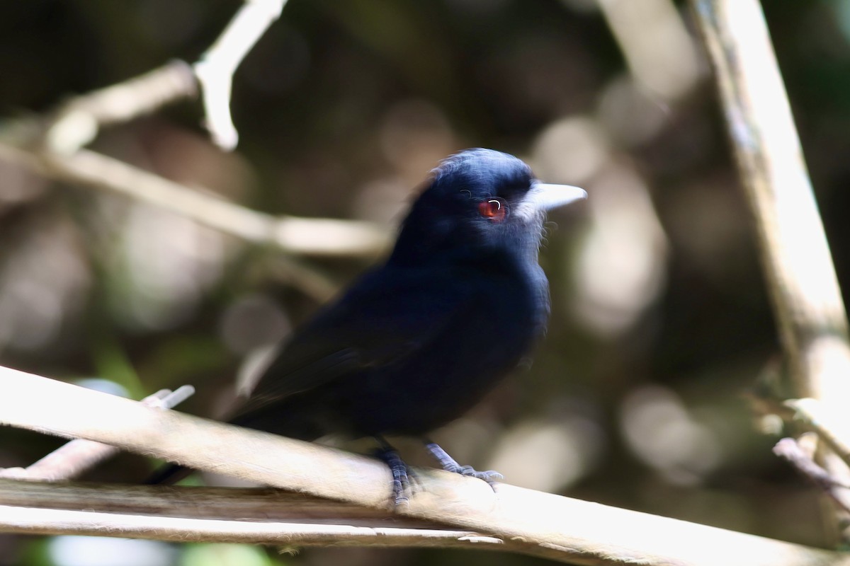 Blue-billed Black-Tyrant - ML639781583