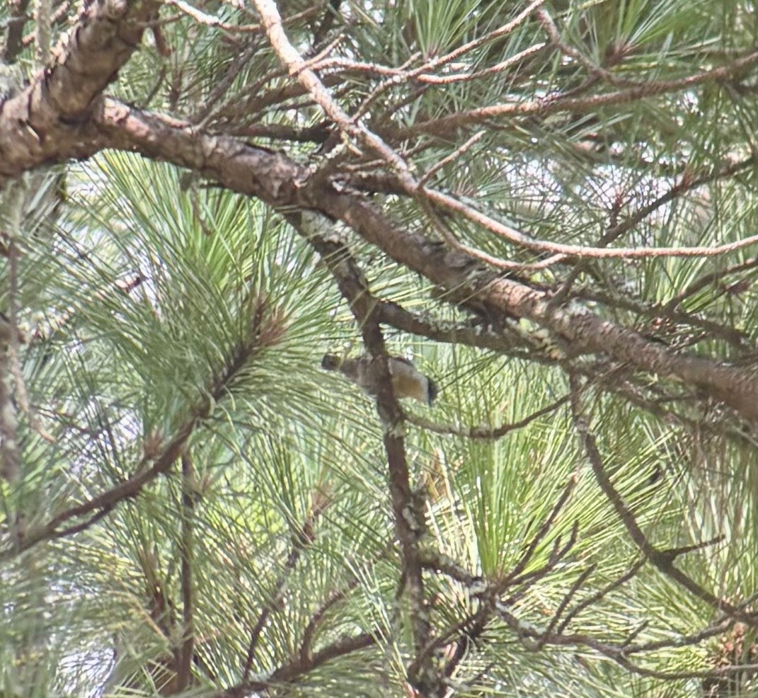 Brown-headed Nuthatch - ML639781599