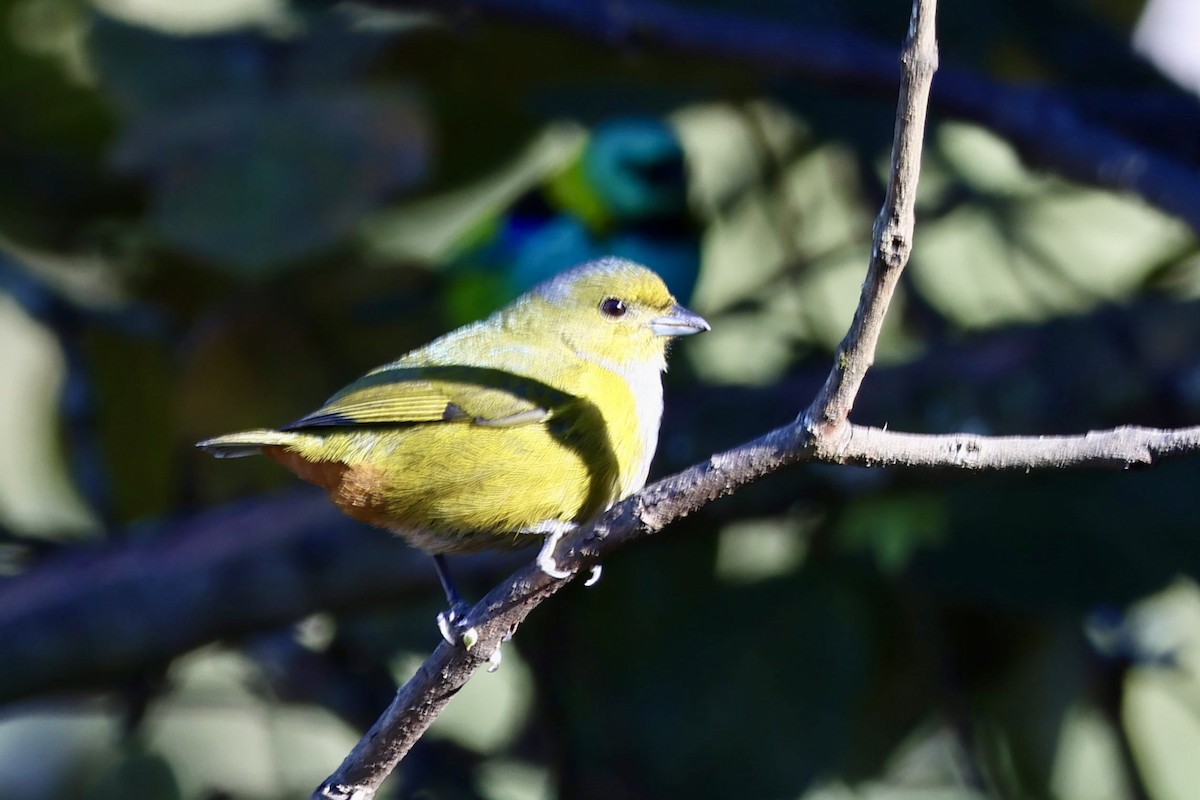 Olive-green Tanager - ML639781638