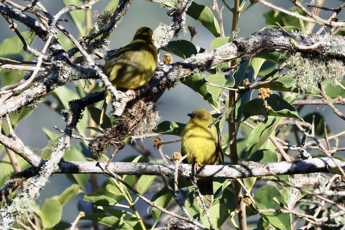 Olive-green Tanager - ML639781639