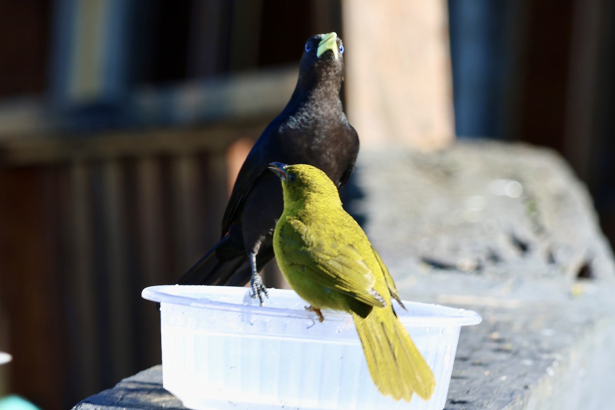 Olive-green Tanager - ML639781640