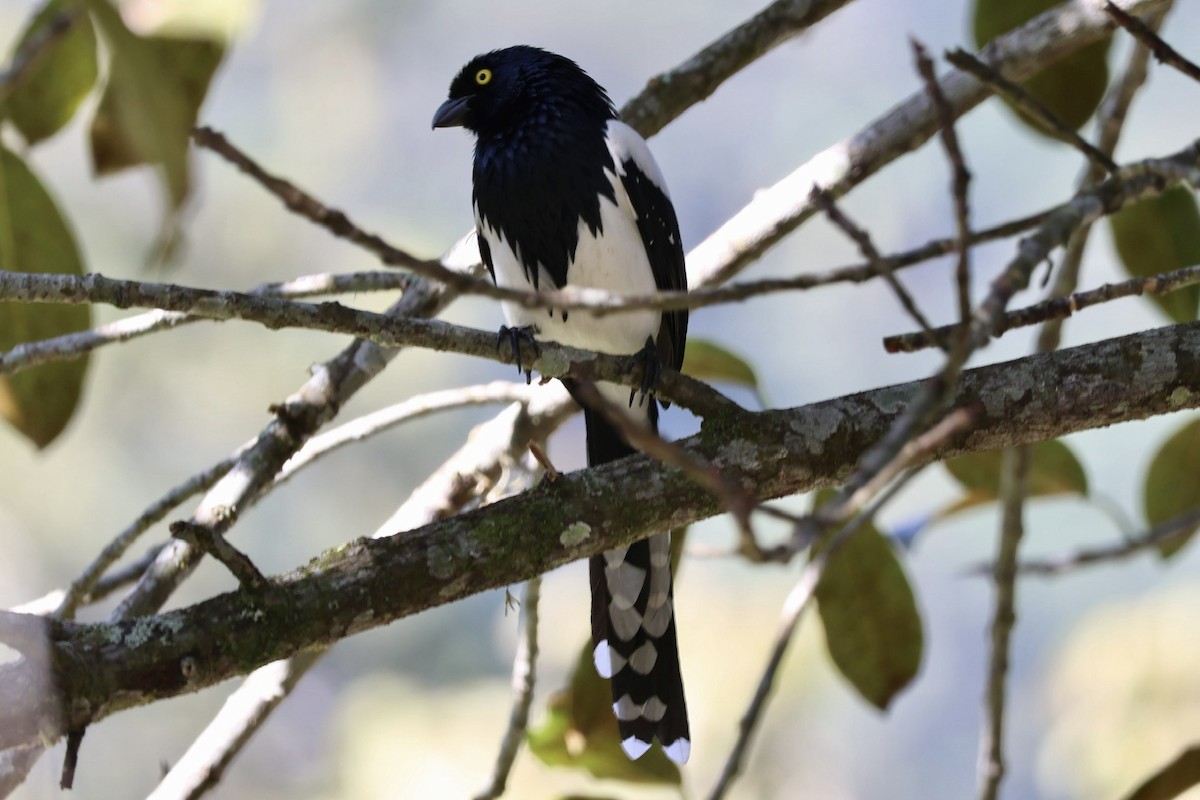 Magpie Tanager - ML639781664