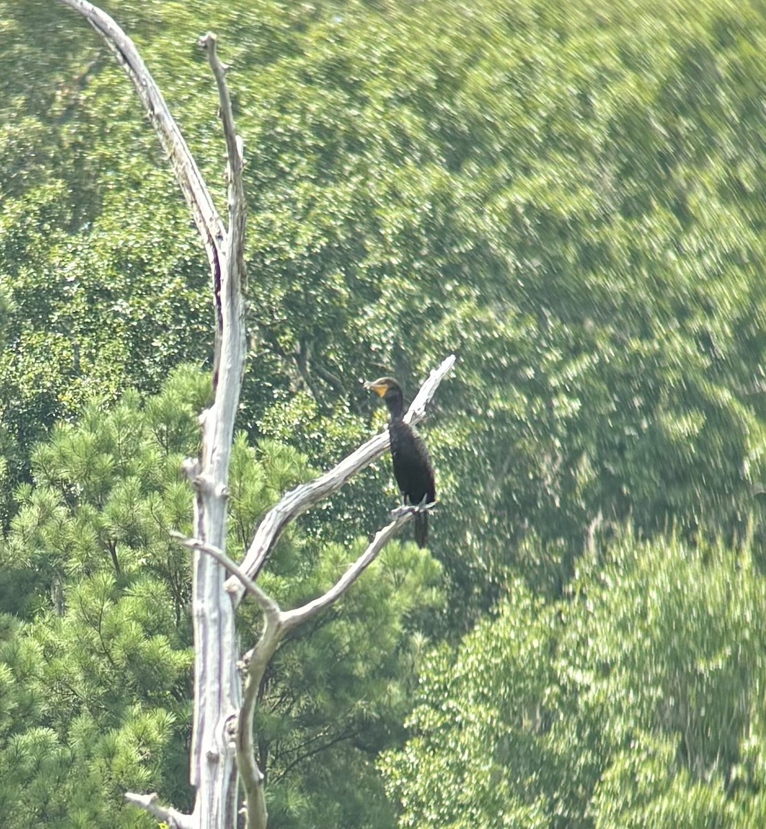 Double-crested Cormorant - ML639781696