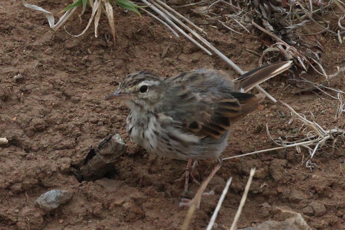 Pipit de Berthelot - ML639781722