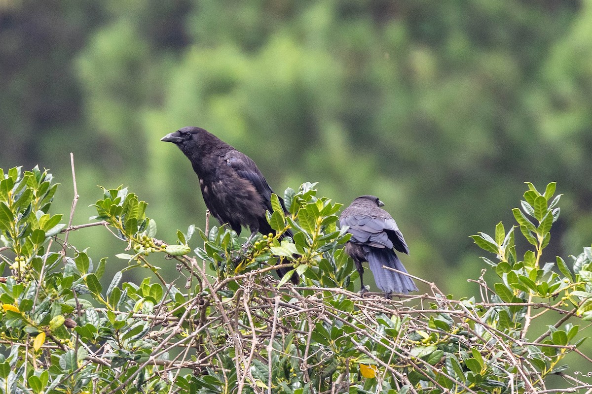 American Crow - ML639781731