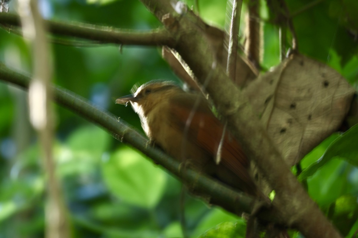 Buff-fronted Foliage-gleaner - ML639781733