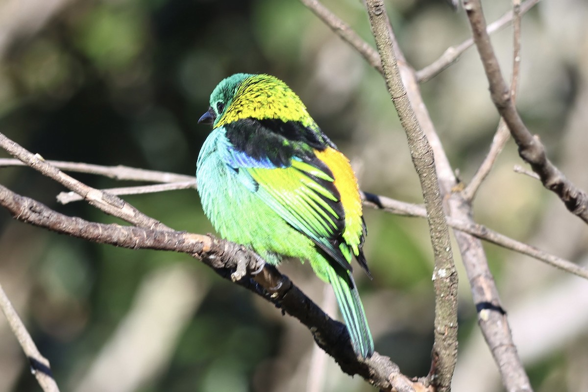 Green-headed Tanager - ML639781777