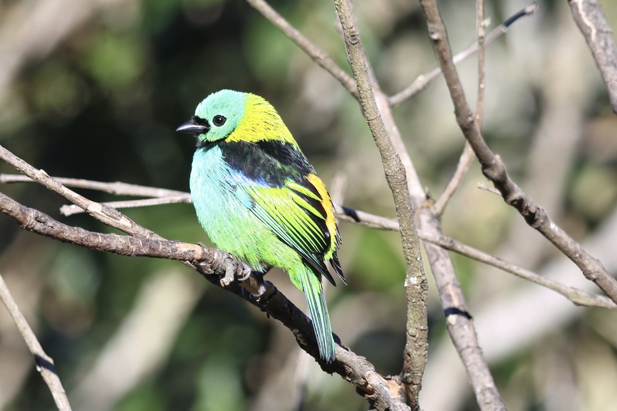 Green-headed Tanager - ML639781778
