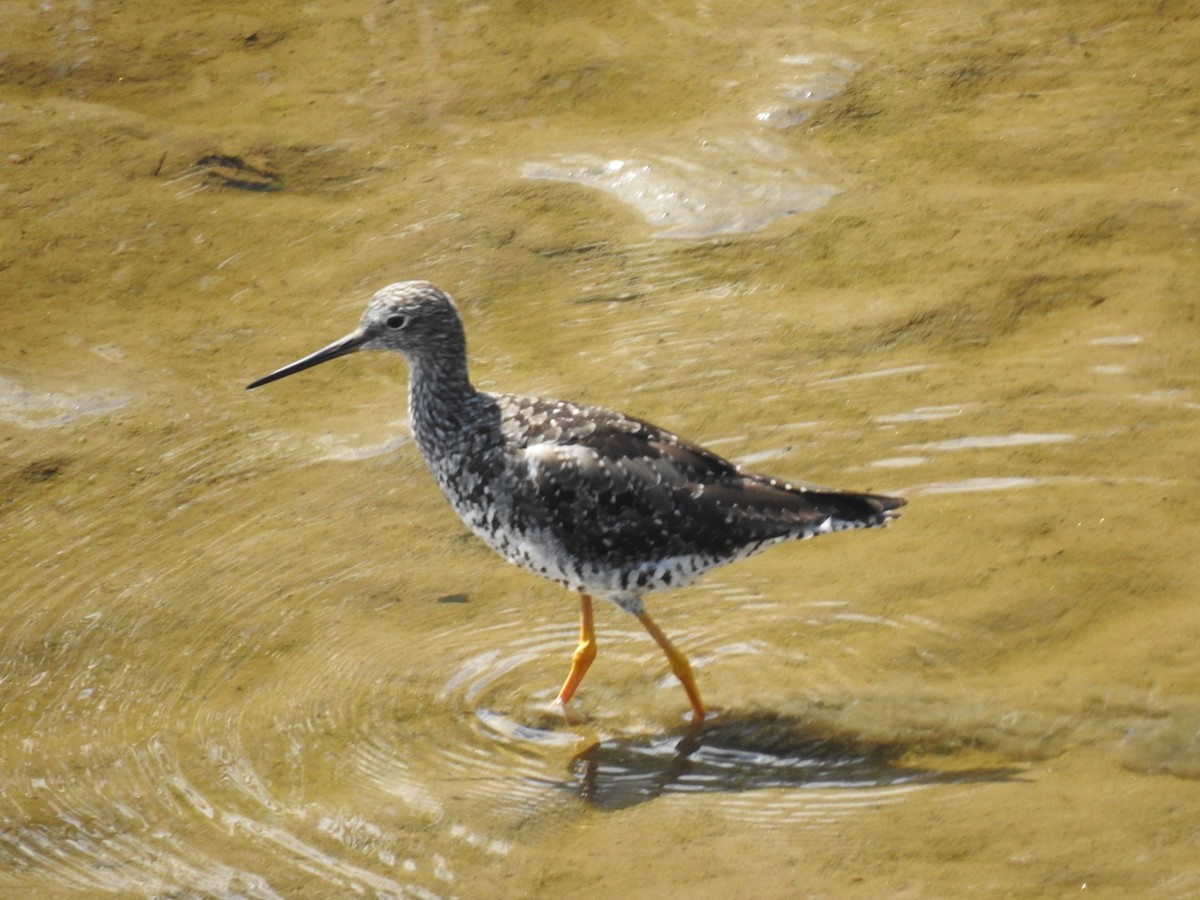 Greater Yellowlegs - ML639781779