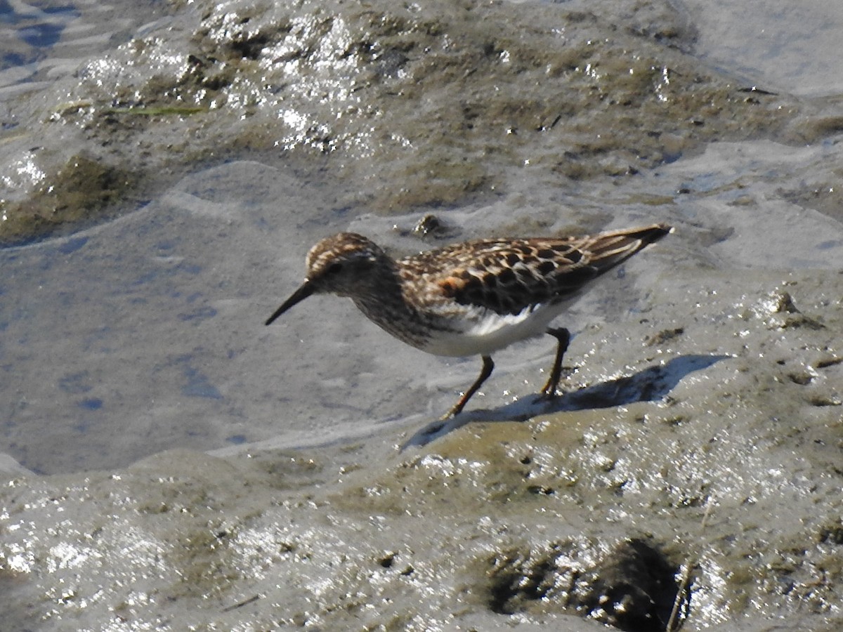 Least Sandpiper - ML639781797