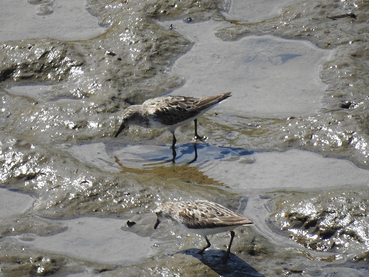 Semipalmated Sandpiper - ML639781798