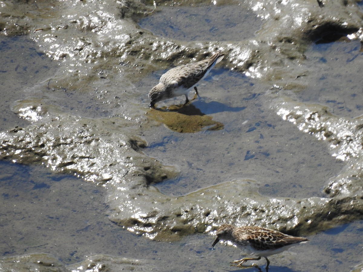 Least Sandpiper - ML639781799