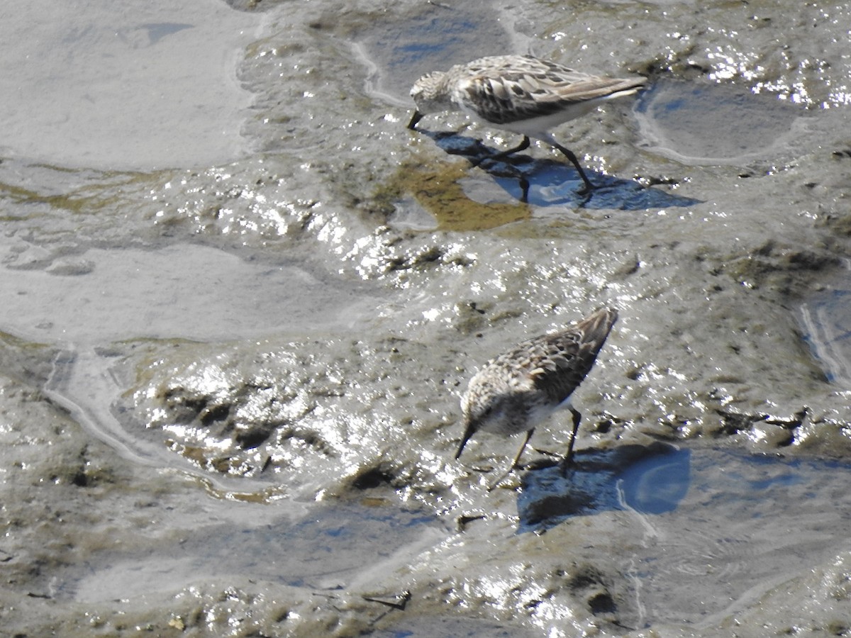 Semipalmated Sandpiper - ML639781800
