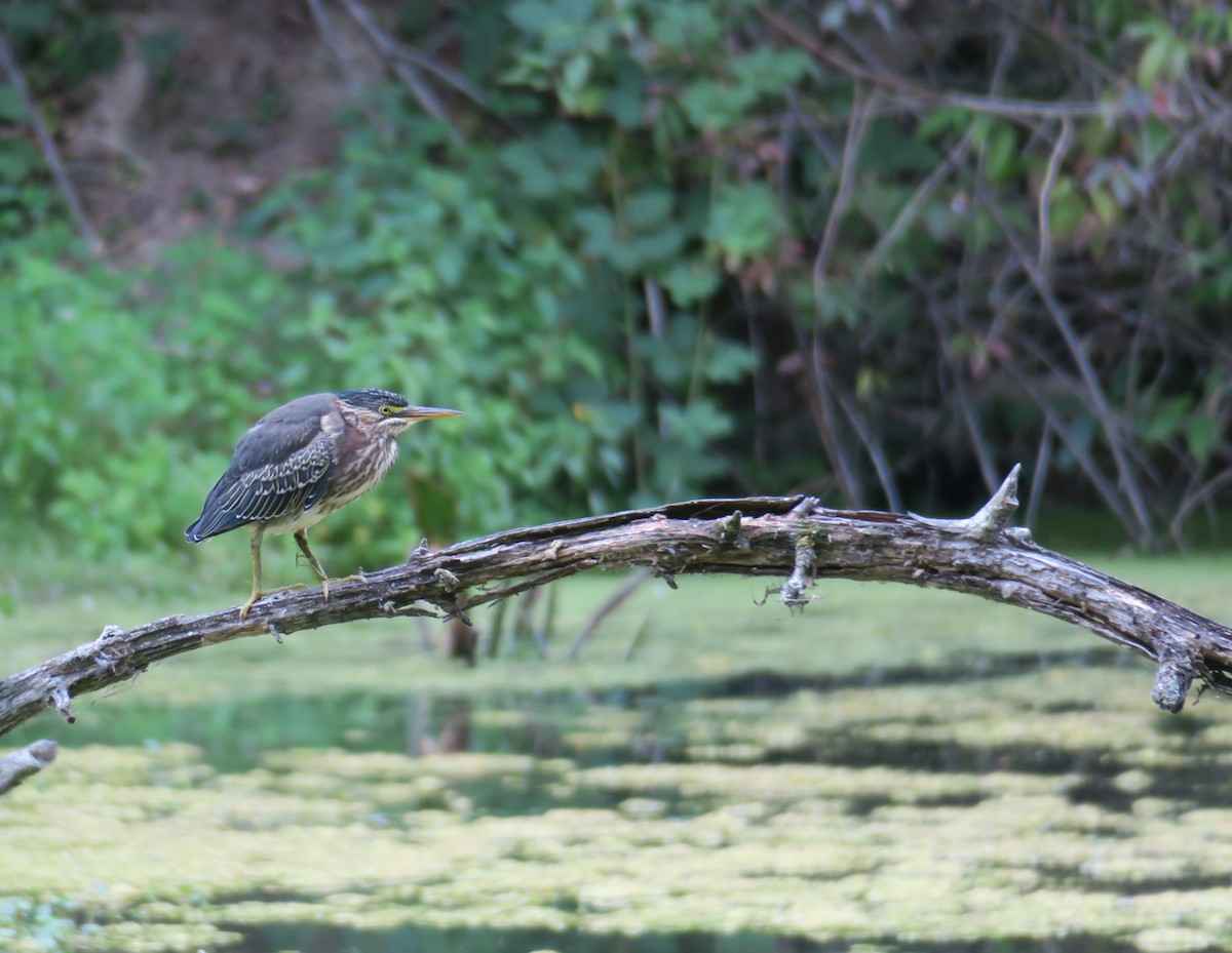 Green Heron - ML639781824