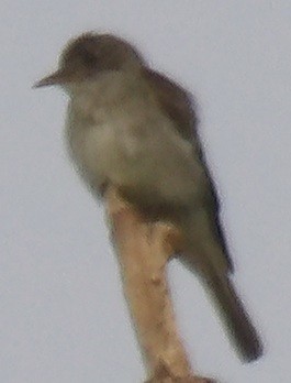 Pioui de l'Est - ML639781864