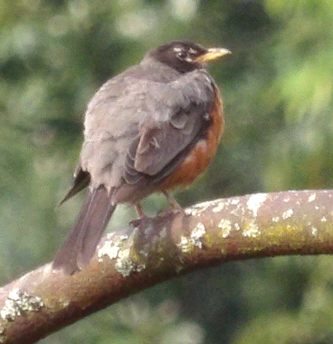 Merle d'Amérique - ML639781893