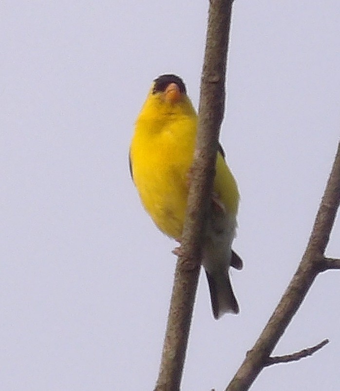 Chardonneret jaune - ML639781906