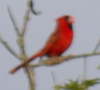 Cardinal rouge - ML639781915