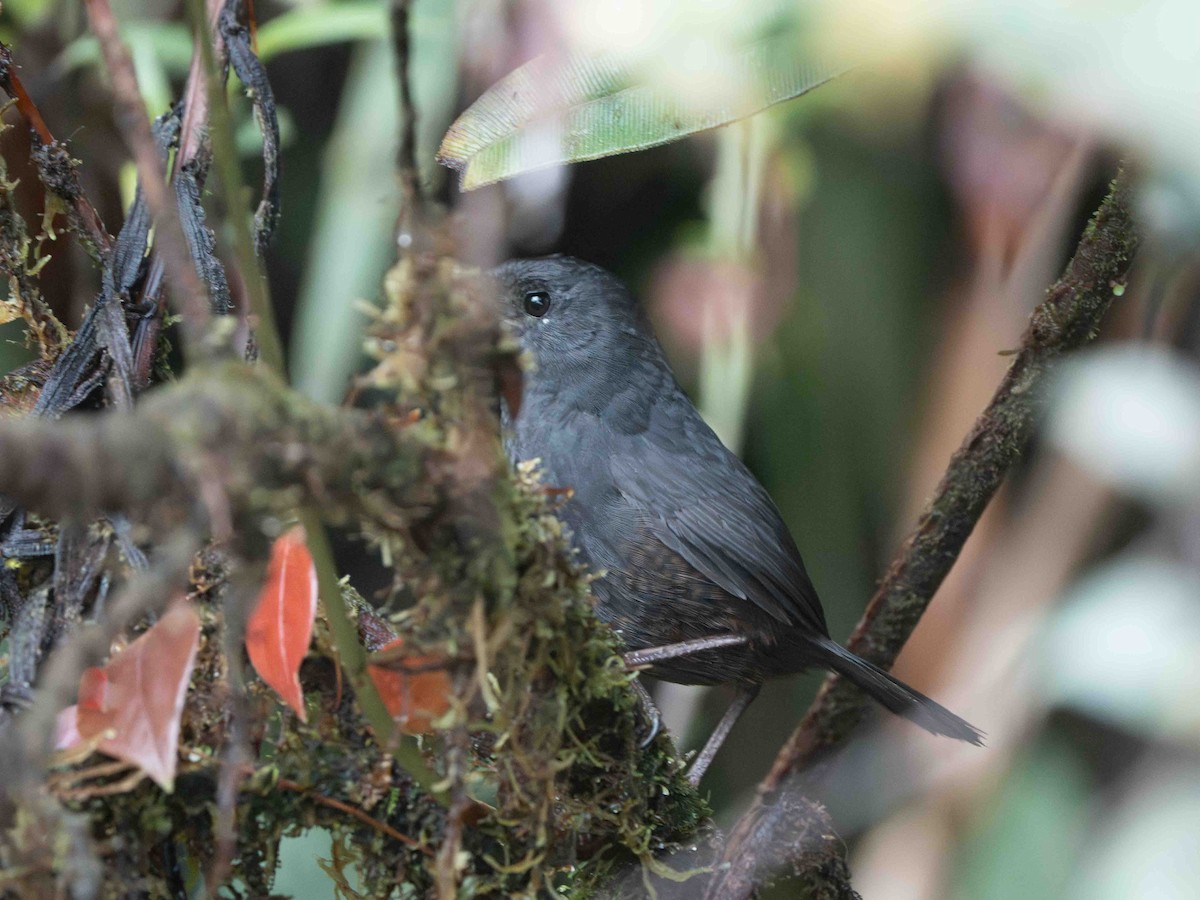 Nariño Tapaculo - ML639781935