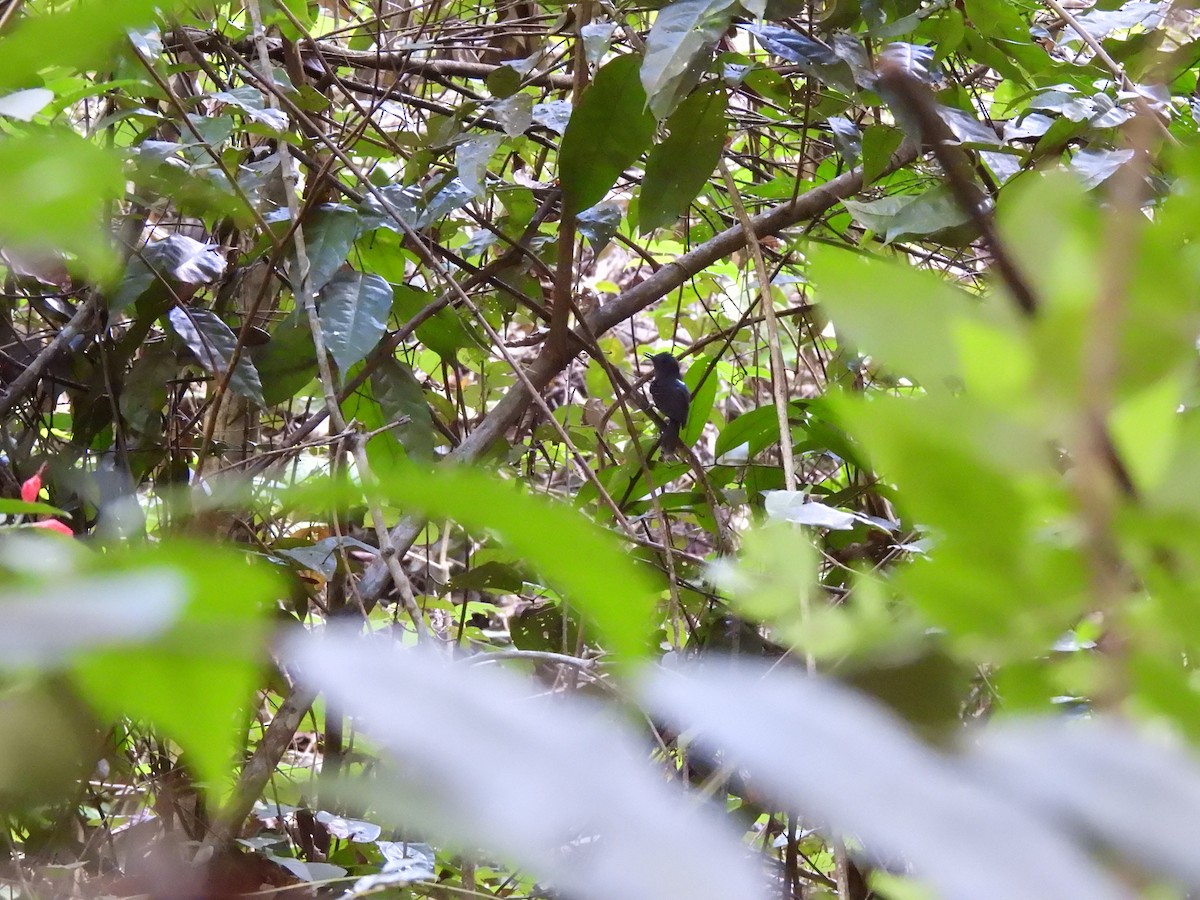 Willis's Antbird - ML639781972