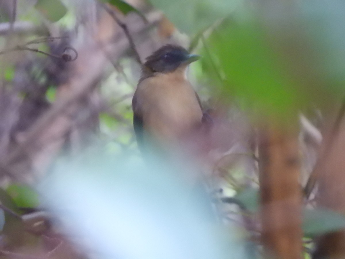 East Amazonian Fire-eye - ML639781984