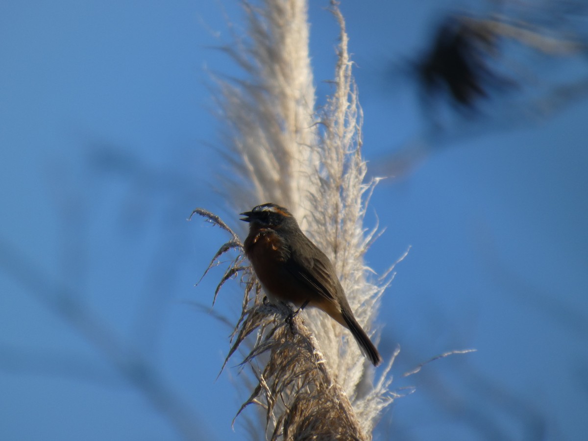 Black-and-rufous Warbling Finch - ML639782047