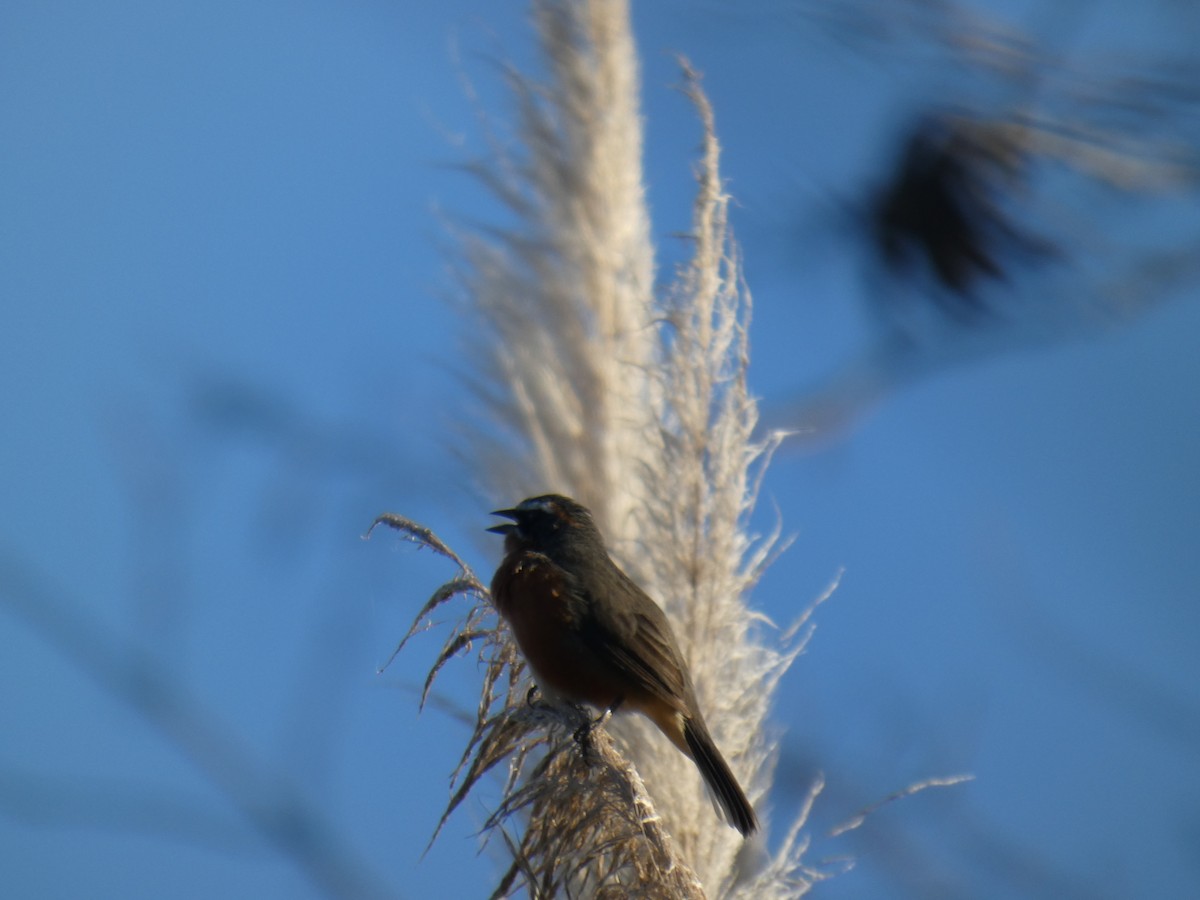 Black-and-rufous Warbling Finch - ML639782048